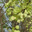 Ulmus vulgaris fruits